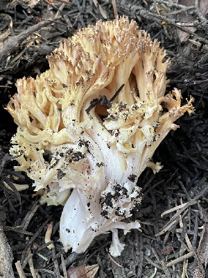  ( - HAY-F-005408)  @11 [ ] by-nc (2023) Damon Tighe Fungal Diversity Survey