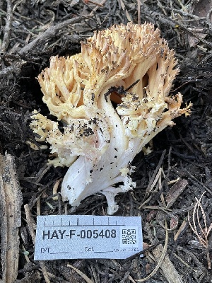  ( - HAY-F-005408)  @11 [ ] by-nc (2023) Damon Tighe Fungal Diversity Survey