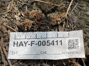  (Thelephora sp. CA08 - HAY-F-005411)  @11 [ ] by-nc (2023) Damon Tighe Fungal Diversity Survey