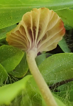  (Psathyrellaceae - HAY-F-005414)  @11 [ ] by-nc (2023) Damon Tighe Fungal Diversity Survey
