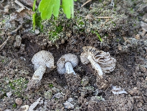  ( - HAY-F-005837)  @11 [ ] by-nc (2023) Stu Pickell Fungal Diversity Survey
