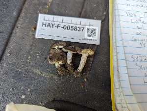  ( - HAY-F-005837)  @11 [ ] by-nc (2023) Stu Pickell Fungal Diversity Survey