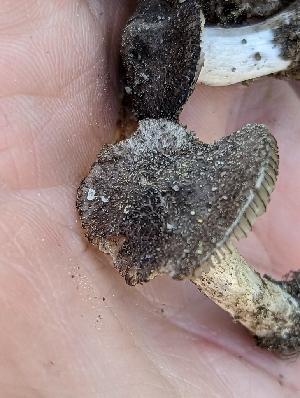  ( - HAY-F-005837)  @11 [ ] by-nc (2023) Stu Pickell Fungal Diversity Survey