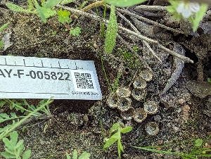  ( - HAY-F-005822)  @11 [ ] by-nc (2023) Stu Pickell Fungal Diversity Survey