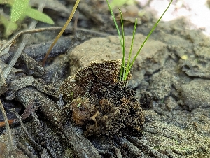  ( - HAY-F-005822)  @11 [ ] by-nc (2023) Stu Pickell Fungal Diversity Survey