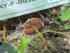  (Inocybe sp. CA79 - HAY-F-005807)  @11 [ ] by-nc (2023) Stu Pickell Fungal Diversity Survey