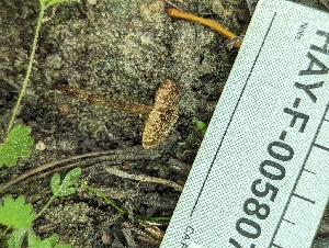  ( - HAY-F-005807)  @11 [ ] by-nc (2023) Stu Pickell Fungal Diversity Survey