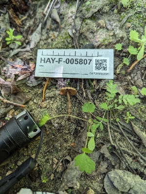  ( - HAY-F-005807)  @11 [ ] by-nc (2023) Stu Pickell Fungal Diversity Survey