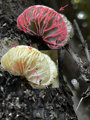  ( - HAY-F-004202)  @11 [ ] by-nc (2023) Jaren Hockert Fungal Diversity Survey