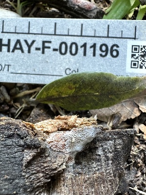  ( - HAY-F-001196)  @11 [ ] by-nc (2023) Aaron Tupac Fungal Diversity Survey