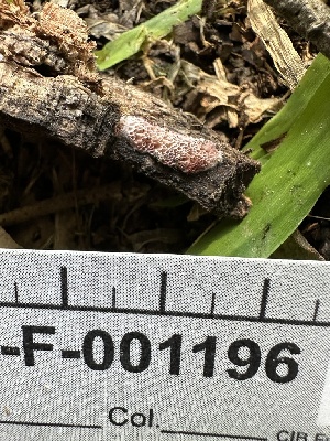  ( - HAY-F-001196)  @11 [ ] by-nc (2023) Aaron Tupac Fungal Diversity Survey