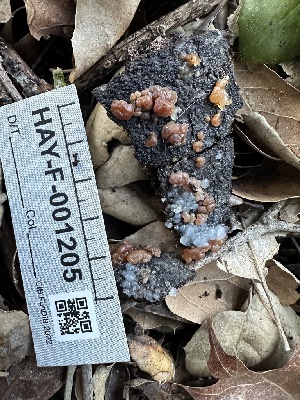  (Myxarium sp. CA01 - HAY-F-001205)  @11 [ ] by-nc (2023) Aaron Tupac Fungal Diversity Survey