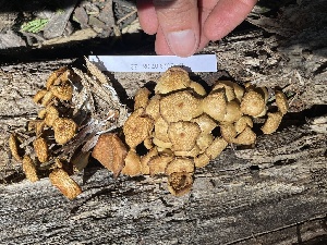  ( - HAY-F-007789)  @11 [ ] by-nc (2023) Damon Tighe Fungal Diversity Survey