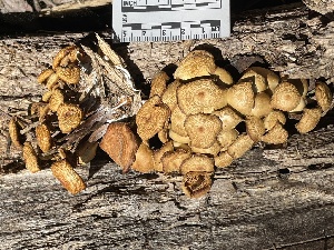  ( - HAY-F-007789)  @11 [ ] by-nc (2023) Damon Tighe Fungal Diversity Survey