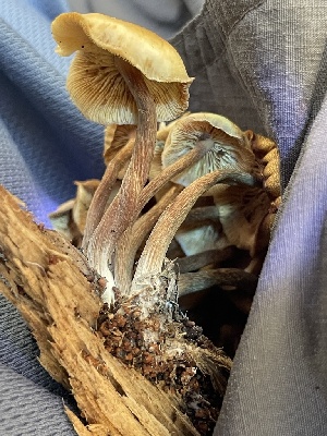  ( - HAY-F-007789)  @11 [ ] by-nc (2023) Damon Tighe Fungal Diversity Survey
