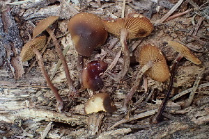  ( - HAY-F-007785)  @11 [ ] by-nc (2023) Damon Tighe Fungal Diversity Survey