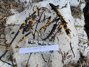  ( - HAY-F-007780)  @11 [ ] by-nc (2023) Damon Tighe Fungal Diversity Survey