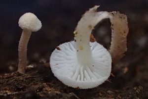  ( - HAY-F-007788)  @11 [ ] by-nc (2023) Damon Tighe Fungal Diversity Survey