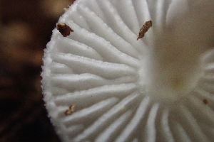  ( - HAY-F-007788)  @11 [ ] by-nc (2023) Damon Tighe Fungal Diversity Survey