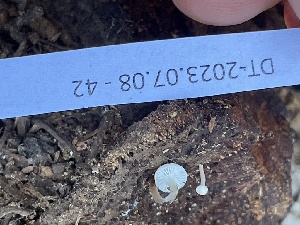  ( - HAY-F-007788)  @11 [ ] by-nc (2023) Damon Tighe Fungal Diversity Survey