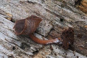 ( - HAY-F-004876)  @11 [ ] by-nc (2023) Warren Cardimona Fungal Diversity Survey
