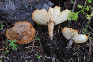  (Melanoleuca sp. CA08 - HAY-F-004904)  @11 [ ] by-nc (2023) Warren Cardimona Fungal Diversity Survey