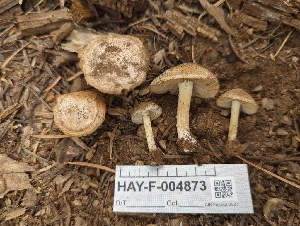  ( - HAY-F-004873)  @11 [ ] by-nc (2023) Warren Cardimona Fungal Diversity Survey