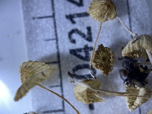  (Coprinellus sp. CA02 - HAY-F-004214)  @11 [ ] by-nc (2023) Jaren Hockert Fungal Diversity Survey