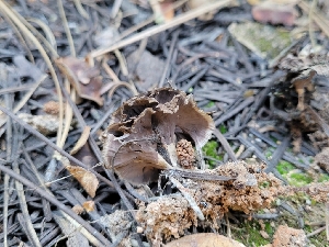  (Thelephora sp. caryophyllea-CA01 - HAY-F-000545)  @11 [ ] by-nc (2023) Harte Singer Fungal Diversity Survey