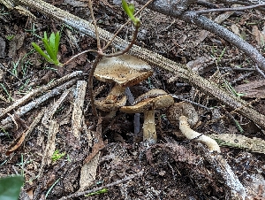  (Agrocybe - HAY-F-005829)  @11 [ ] by-nc (2023) Stu Pickell Fungal Diversity Survey