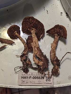  ( - HAY-F-005829)  @11 [ ] by-nc (2023) Stu Pickell Fungal Diversity Survey