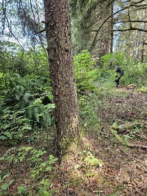  ( - HAY-F-003170)  @11 [ ] by (2023) Mandy Hackney Fungal Diversity Survey