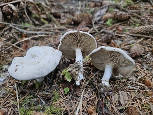  ( - HAY-F-003170)  @11 [ ] by (2023) Mandy Hackney Fungal Diversity Survey