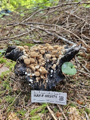  ( - HAY-F-003171)  @11 [ ] by (2023) Mandy Hackney Fungal Diversity Survey