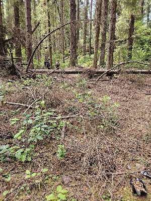  ( - HAY-F-003171)  @11 [ ] by (2023) Mandy Hackney Fungal Diversity Survey