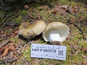  ( - HAY-F-003175)  @11 [ ] by (2023) Mandy Hackney Fungal Diversity Survey