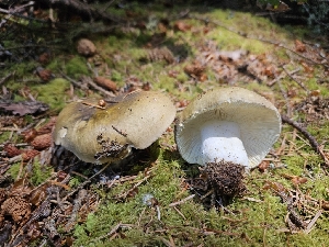  ( - HAY-F-003175)  @11 [ ] by (2023) Mandy Hackney Fungal Diversity Survey