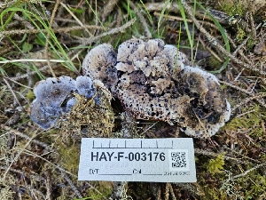  ( - HAY-F-003176)  @11 [ ] by (2023) Mandy Hackney Fungal Diversity Survey