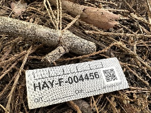  ( - LA-F-000139)  @11 [ ] c (2023) Rudy Diaz Fungal Diversity Survey