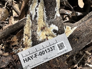  ( - HAY-F-001337)  @11 [ ] by-nc (2023) Aaron Tupac Fungal Diversity Survey