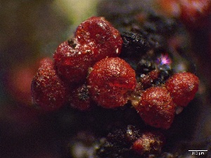  ( - HAY-F-002619)  @11 [ ] c (2023) Rudy Diaz Fungal Diversity Survey