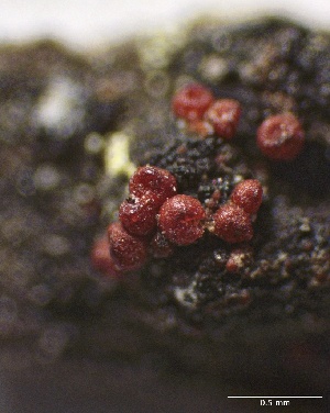  ( - HAY-F-002619)  @11 [ ] c (2023) Rudy Diaz Fungal Diversity Survey