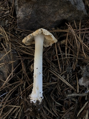  ( - HAY-F-006108)  @11 [ ] by-nc (2023) Dean Lyons Fungal Diversity Survey
