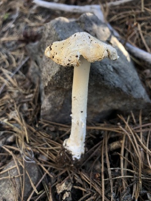  ( - HAY-F-006108)  @11 [ ] by-nc (2023) Dean Lyons Fungal Diversity Survey