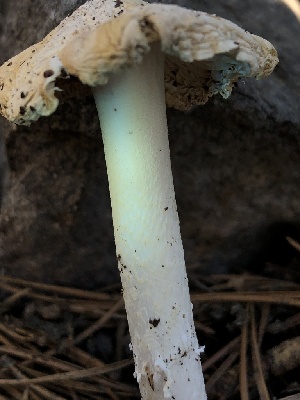  ( - HAY-F-006108)  @11 [ ] by-nc (2023) Dean Lyons Fungal Diversity Survey
