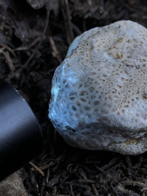  ( - HAY-F-006071)  @11 [ ] by-nc (2023) Dean Lyons Fungal Diversity Survey