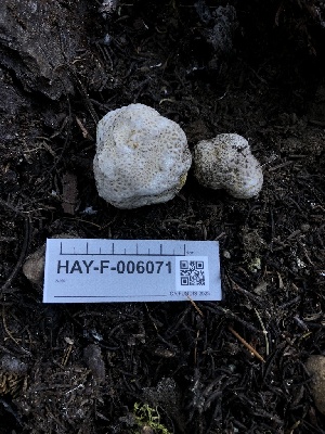  ( - HAY-F-006071)  @11 [ ] by-nc (2023) Dean Lyons Fungal Diversity Survey