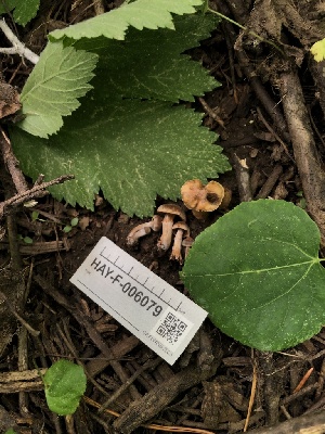  ( - HAY-F-006079)  @11 [ ] by-nc (2023) Dean Lyons Fungal Diversity Survey