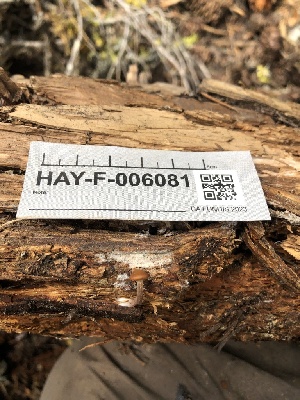  ( - HAY-F-006081)  @11 [ ] by-nc (2023) Dean Lyons Fungal Diversity Survey