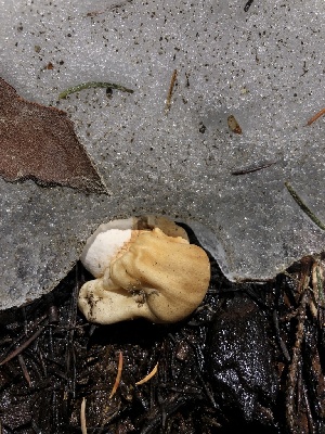  ( - HAY-F-006104)  @11 [ ] by-nc (2023) Dean Lyons Fungal Diversity Survey